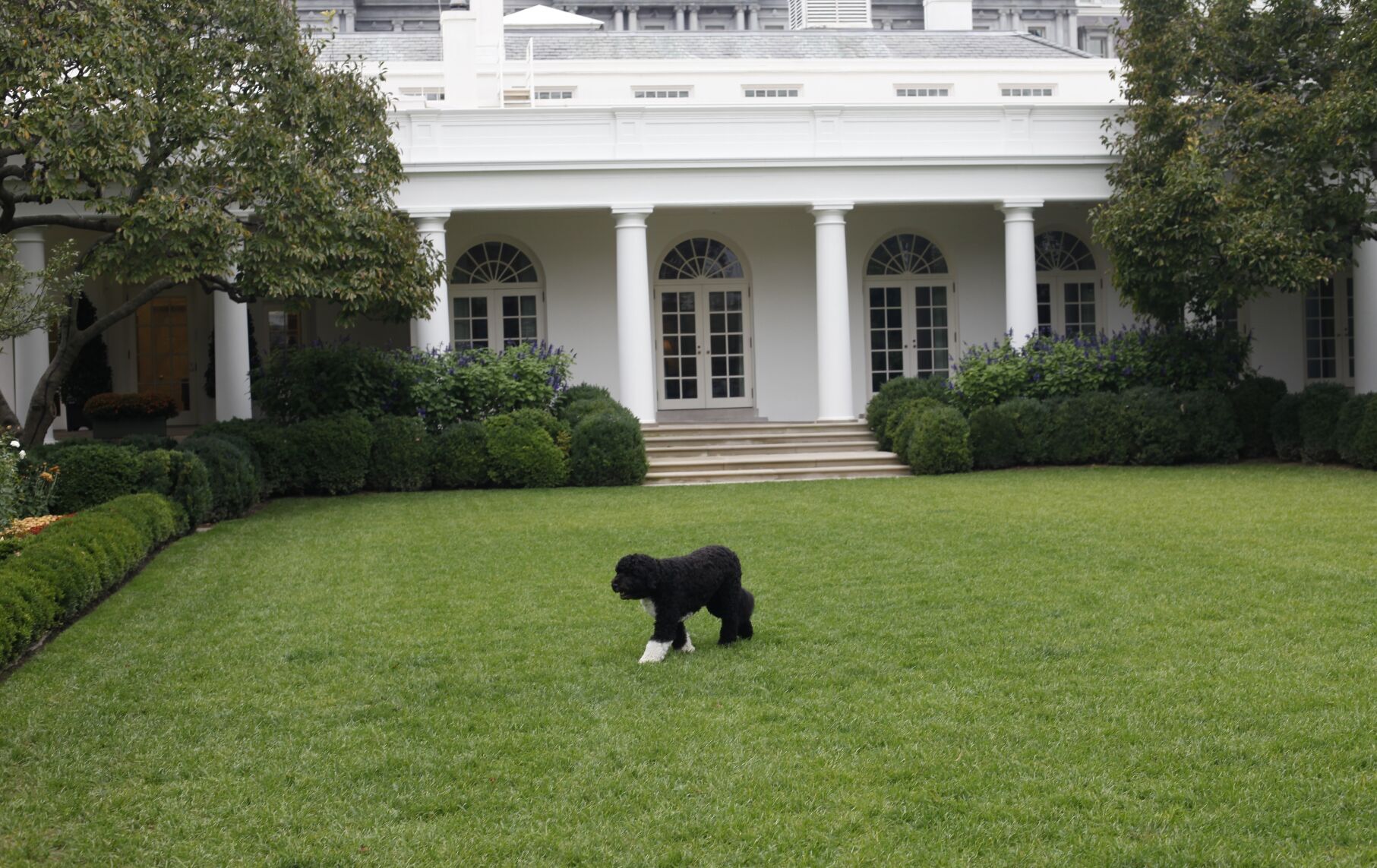 Obama Dog